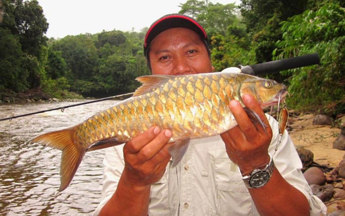 Đặc sản cá "vong bất liễu ngư" đắt hơn cả vàng vẫn được săn lùng