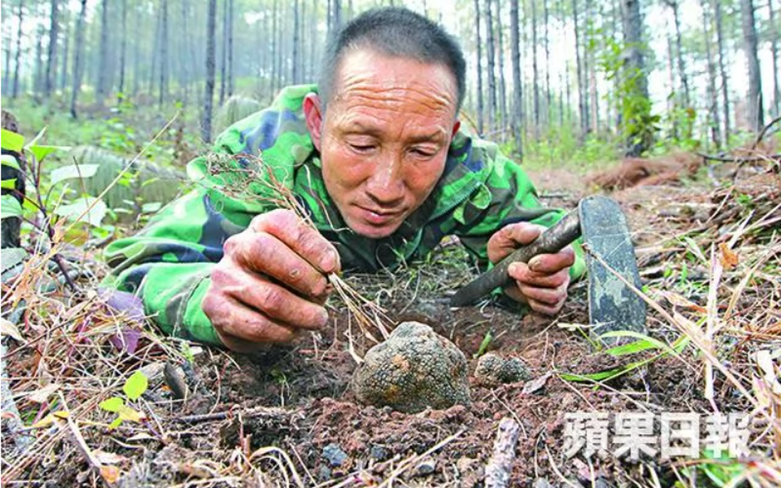 Lão nông đào được "hòn đá" đen xì tỏa mùi thơm, chuyên gia nói: 1 tỷ chỉ mua được 2 kg
