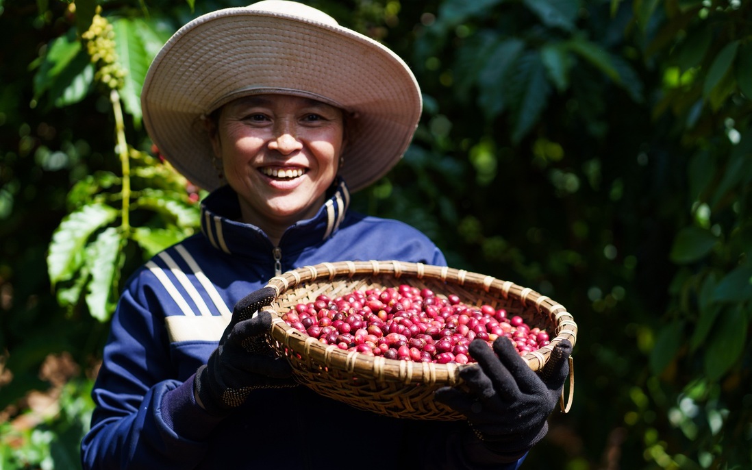 Nestlé thúc đẩy nền nông nghiệp phát thải thấp qua mô hình nông nghiệp tái sinh