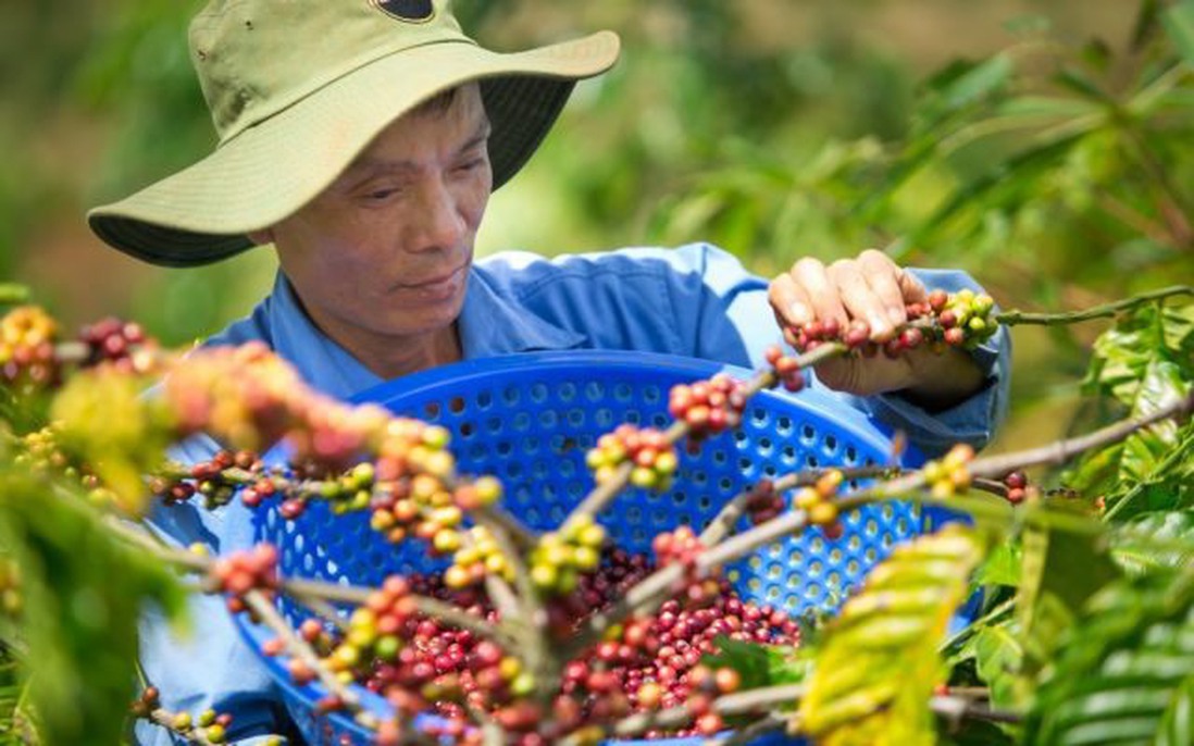 Cà phê robusta ngày càng được ưa chuộng: Lo ngại giá cả tăng vì thời tiết khắc nghiệt