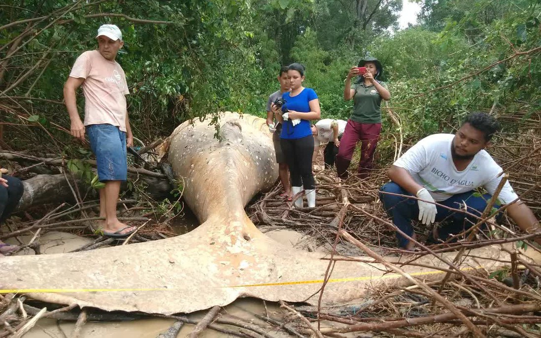 Bí ẩn về thi thể cá voi nằm giữa rừng Amazon khiến các nhà khoa học phải đi tìm câu trả lời