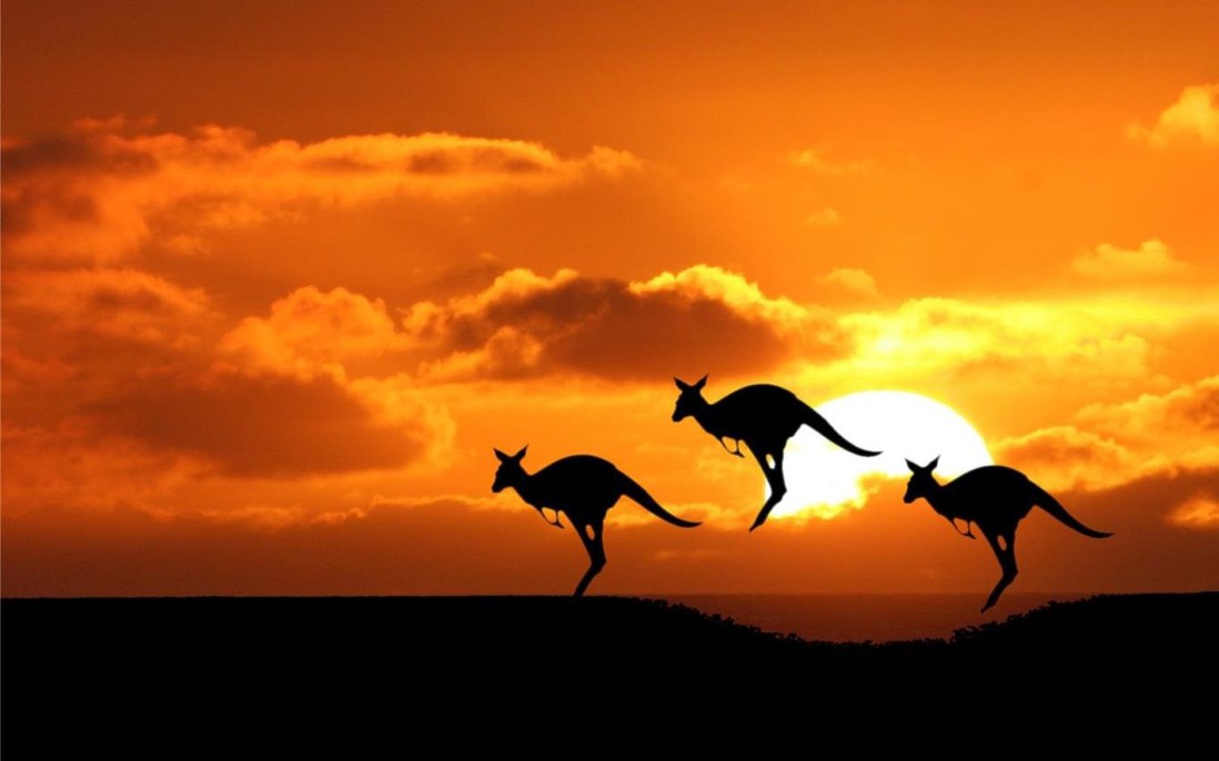 Con người sẽ sớm được cấy 'gân' của kangaroo để phục hồi những chần thương vùng đầu gối