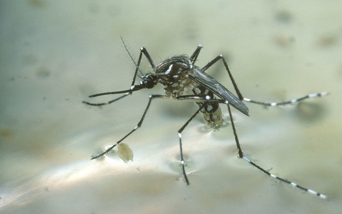 3 quan điểm sai lầm khi diệt muỗi khiến muỗi "khỏe" lên, sinh sôi tốt hơn