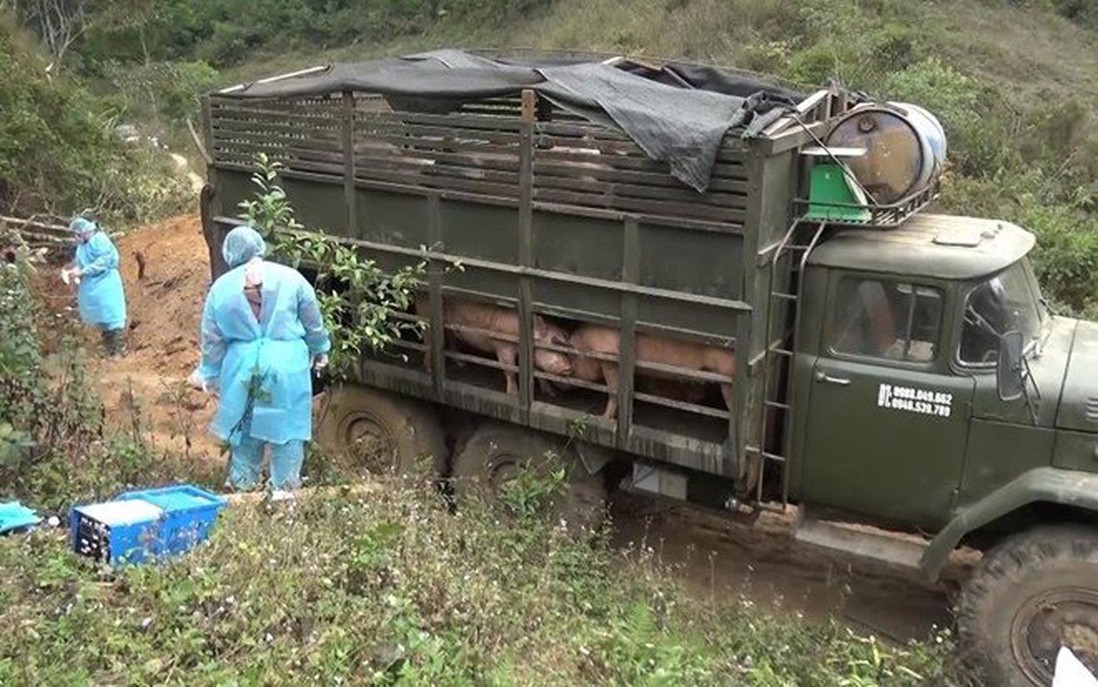 Ngăn chặn, phát hiện và xử lý nghiêm các trường hợp buôn bán, vận chuyển trái phép lợn qua biên giới vào Việt Nam