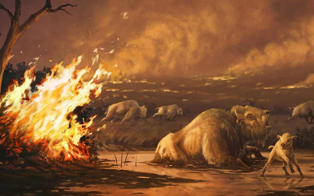 Cháy rừng cách đây 13.000 năm đã khiến cho hổ răng kiếm, sói dire và nhiều loài khác tuyệt chủng tại nơi ngày nay là California