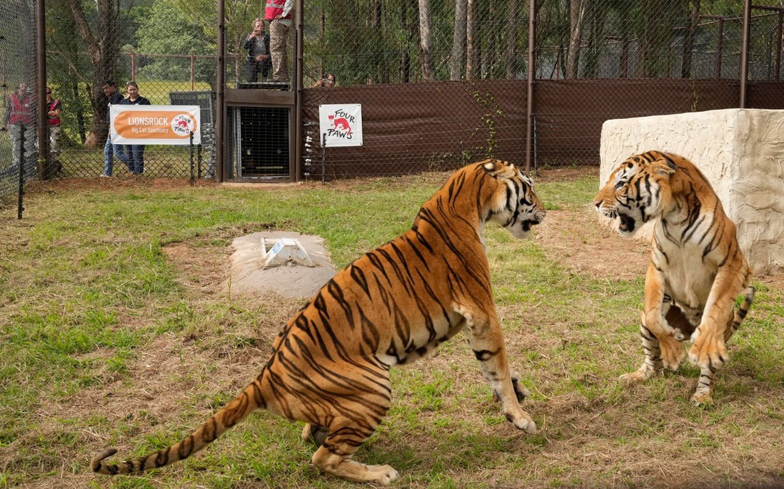 Trong 6 loài hổ hiện nay, loài nào có khả năng chiến đấu giỏi nhất?