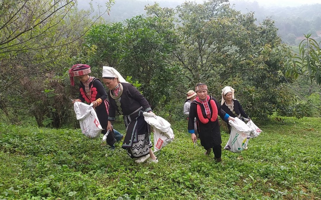 Phát triển kinh tế cùng cây dẻ trên vùng đất mới 