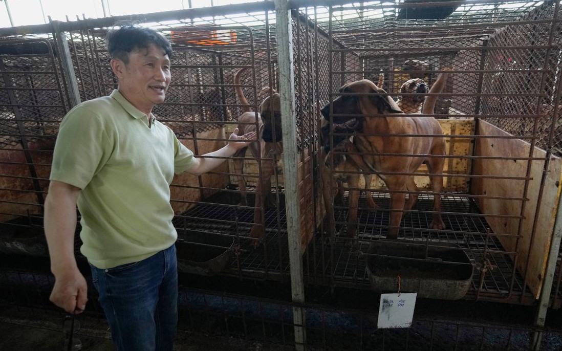 Quốc gia châu Á "tranh cãi nảy lửa" vì chuyện ăn thịt chó: Các chủ trang trại chó thịt lên tiếng