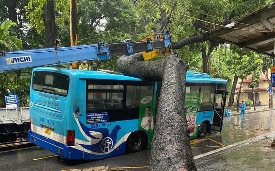 Hà Nội: Cây xà cừ bật gốc trong ngày mưa đè trúng xe buýt