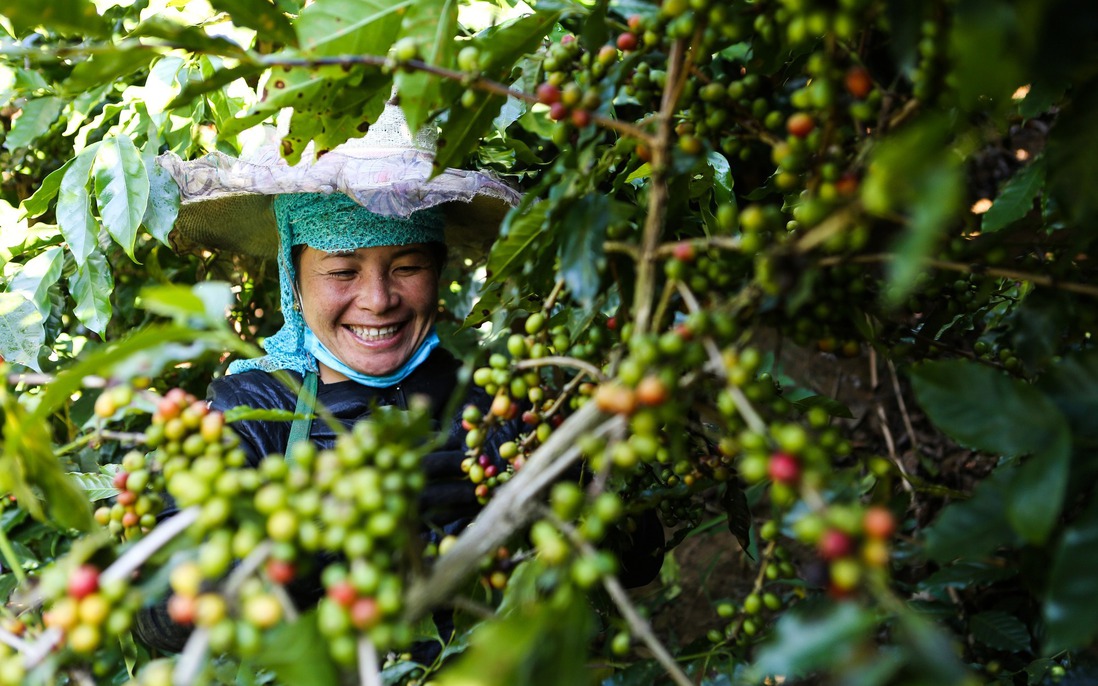 Quảng bá, tôn vinh hạt cà phê Việt
