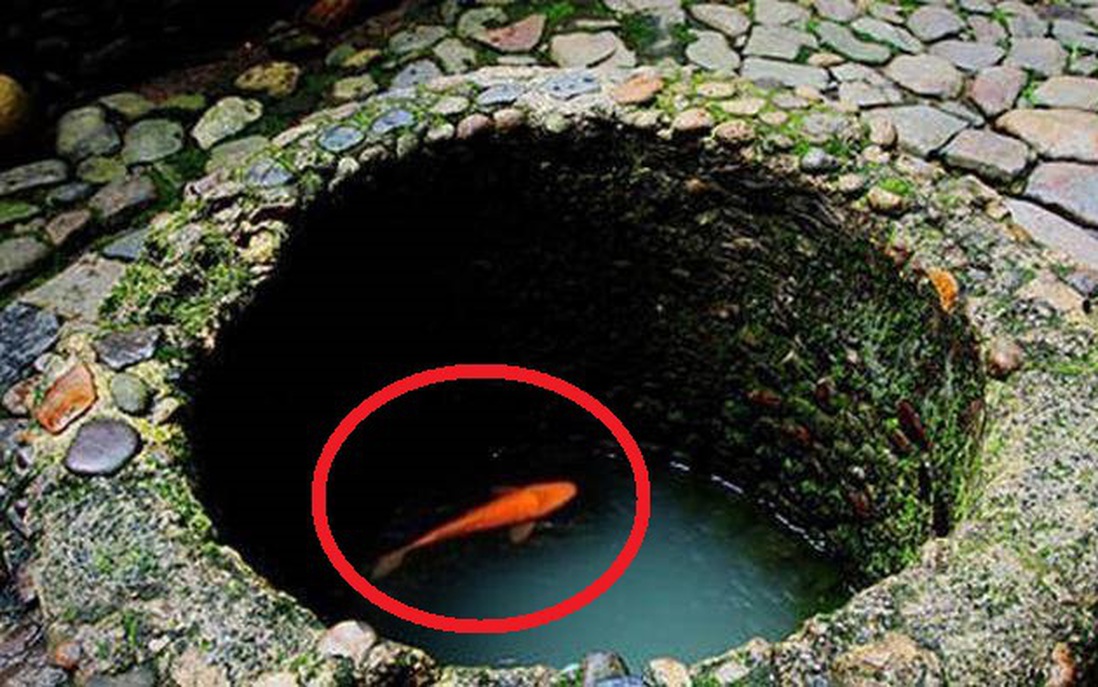 Vì sao người xưa cứ đào giếng xong liền thả cá, rùa xuống?