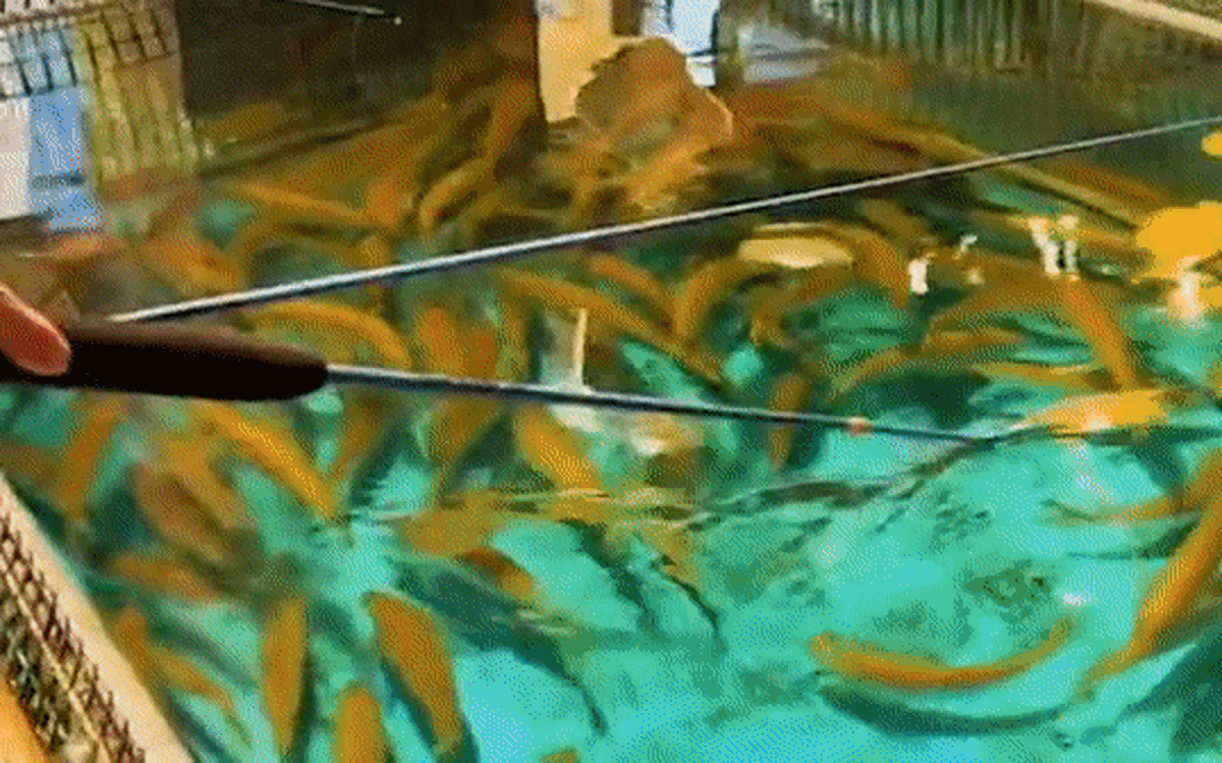 Nhà hàng Nhật Bản hút khách nhờ chiêu "độc": Cho khách đánh bắt tôm cá lên ăn tại bàn