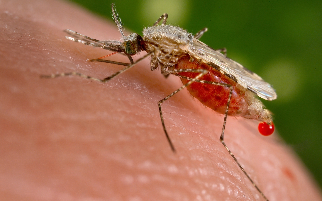 Thay đổi gene muỗi để loại bỏ sốt rét