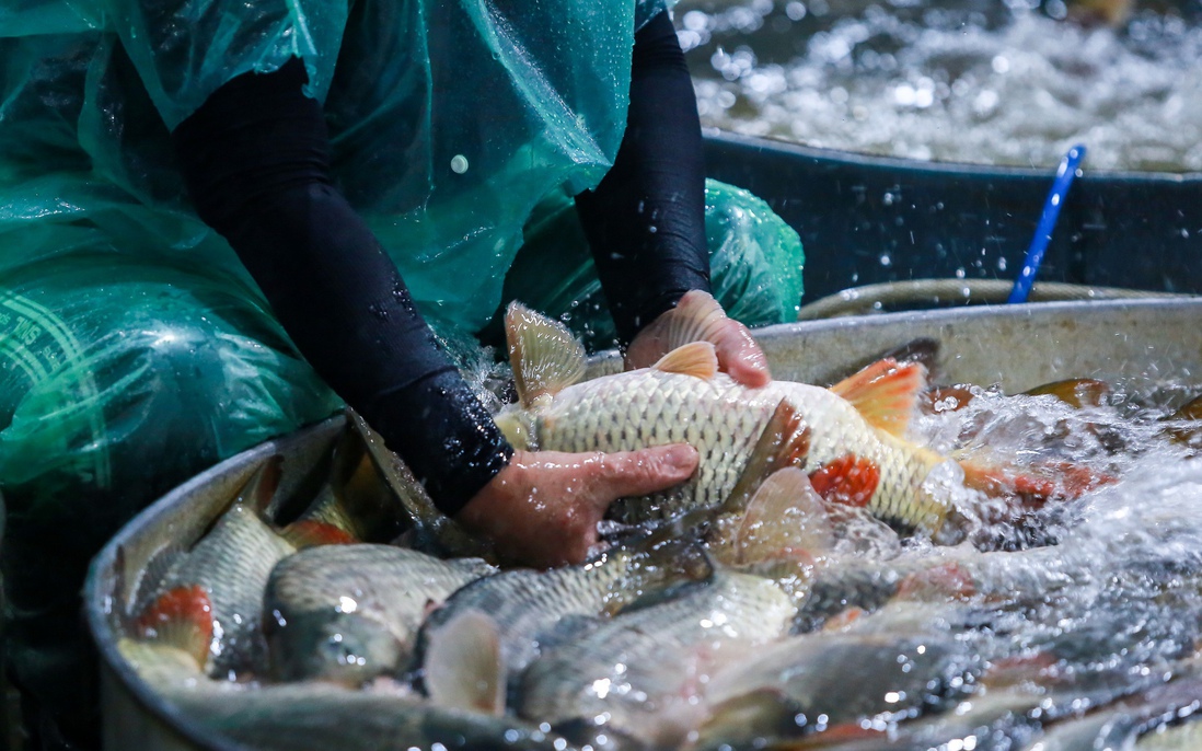 Hà Nội lạnh 9 độ C: Tiểu thương chợ cá Yên Sở vẫn ngâm tay trần trong nước lạnh