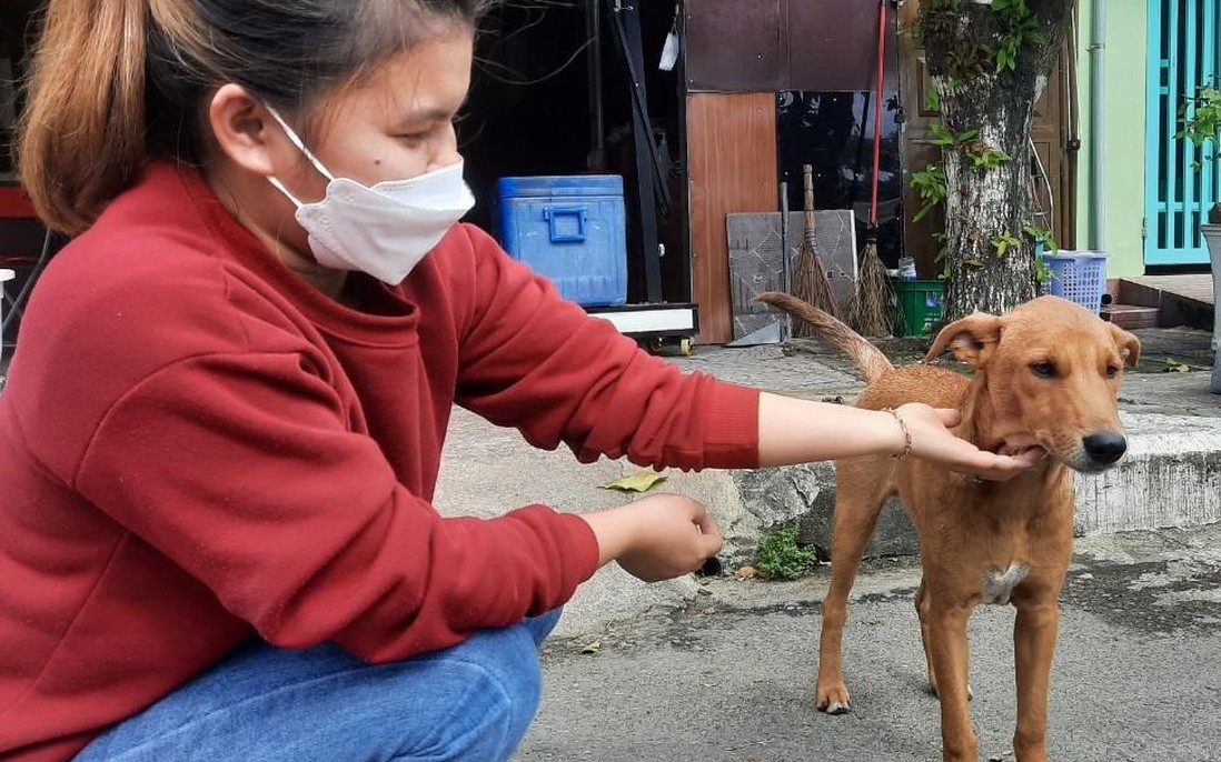 Xác định địa phương tiềm năng ở Việt Nam thí điểm việc chấm dứt buôn bán thịt chó và mèo