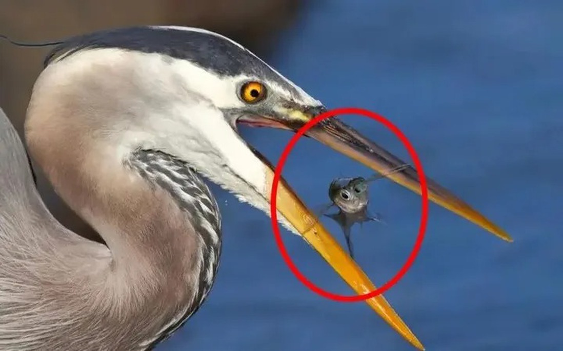 Bí mật của sự tiến hóa: Tại sao chim không có răng?