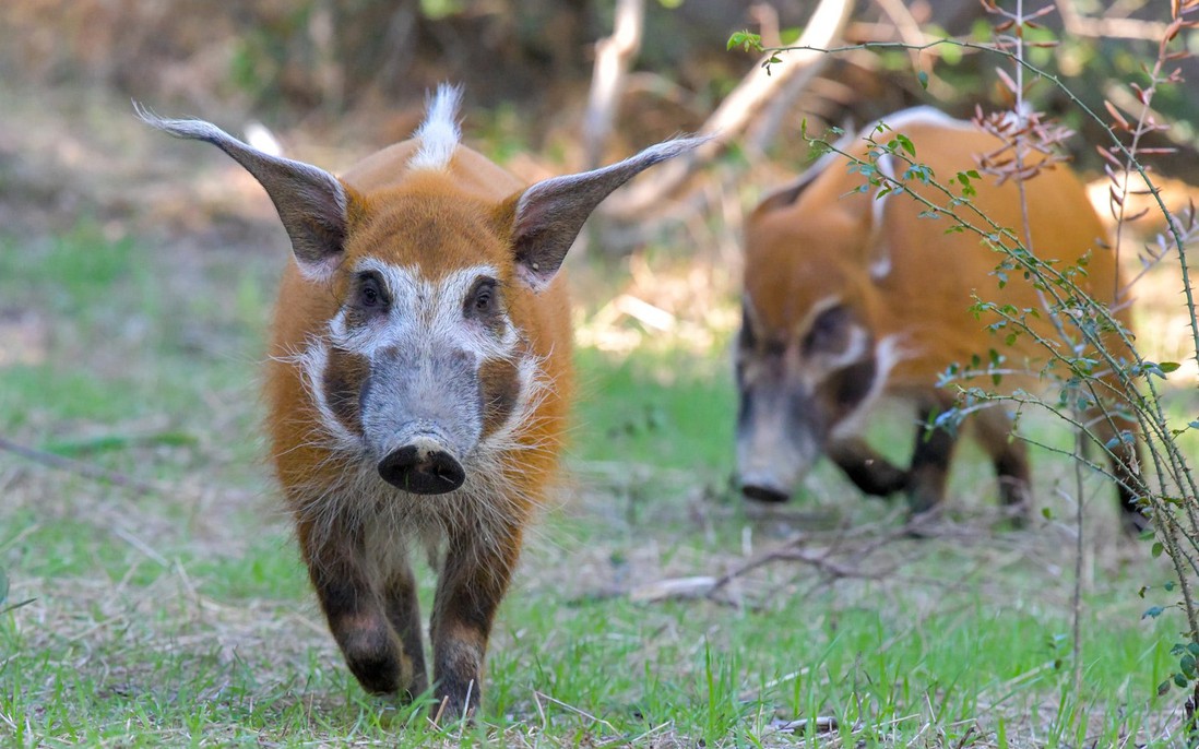 Red river hog: Loài lợn bảnh bao nhất thiên nhiên