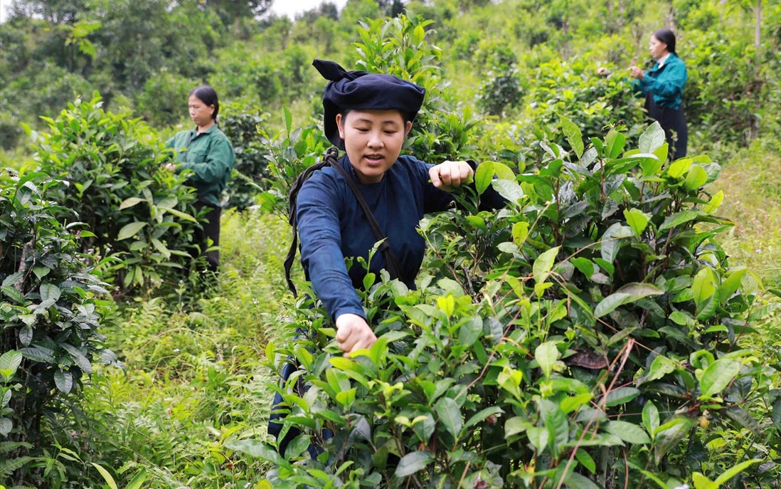 Liên minh Hợp tác xã Việt Nam tiếp tục phối hợp chặt chẽ cùng Hội LHPN Việt Nam triển khai Đề án 01