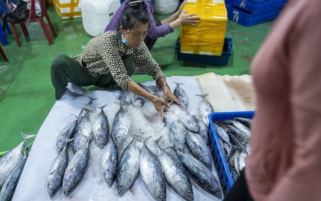 Thủ phủ khai thác cá ngừ đại dương ở Bình Định