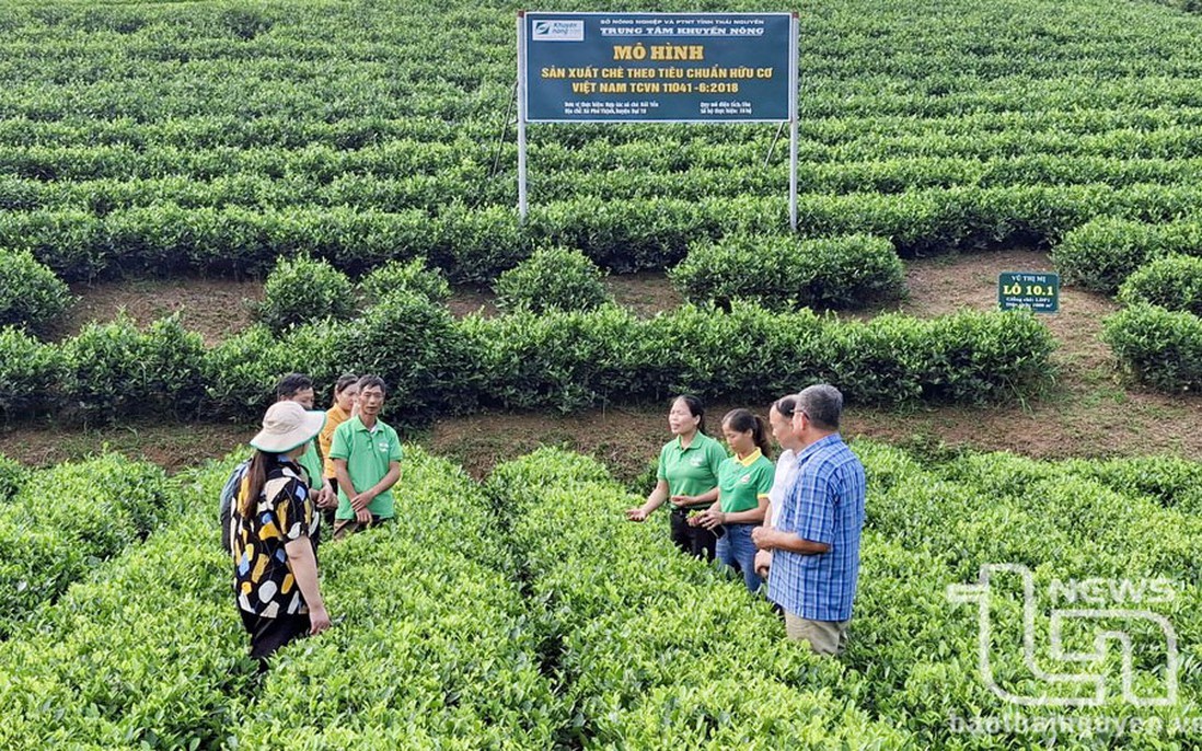 Phát triển Nông nghiệp xanh kết hợp làm du lịch ở Thái Nguyên: Hướng đi bền vững cho tương lai