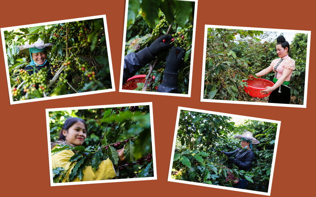Phát triển sinh kế bền vững cho phụ nữ dân tộc thiểu số trồng cà phê tại Sơn La