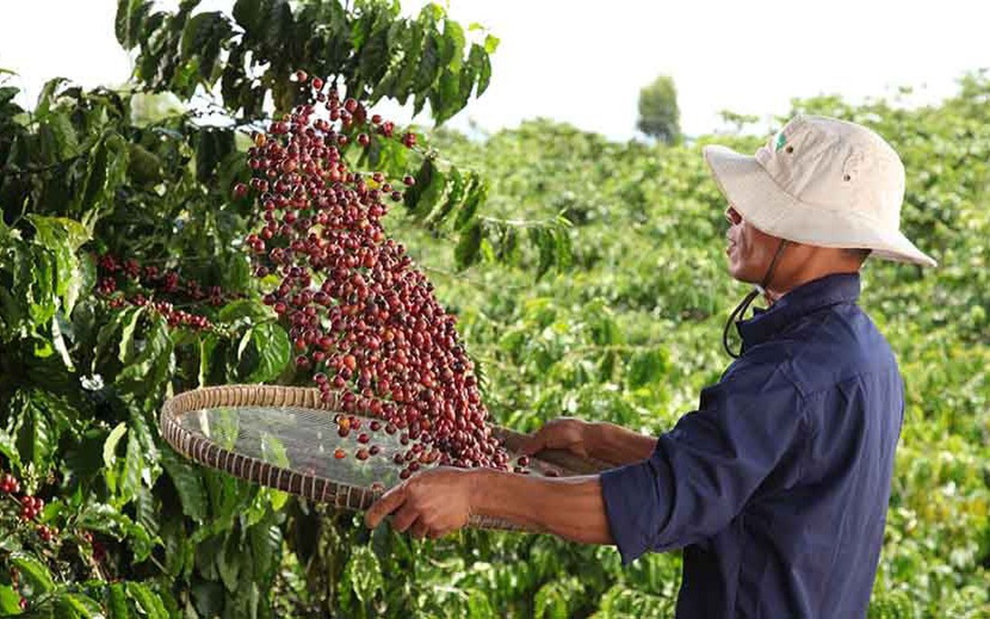 Nestlé tăng cường áp dụng nông nghiệp tái sinh, giảm phát thải khí nhà kính