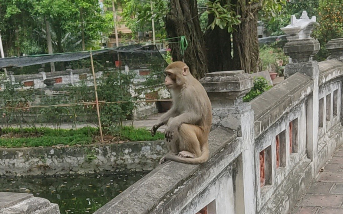 Bắt con khỉ hoang ở trung tâm Hà Nội, chuyên quấy phá người dân