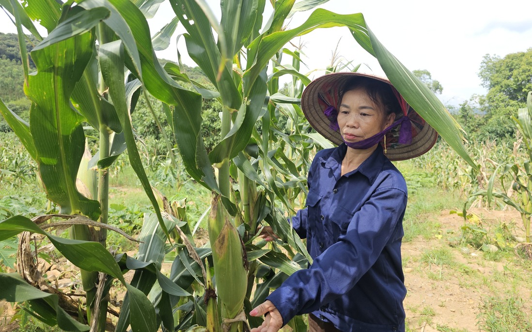 Mẹ đơn thân có "của ăn của để" nhờ khởi nghiệp từ nông sản địa phương