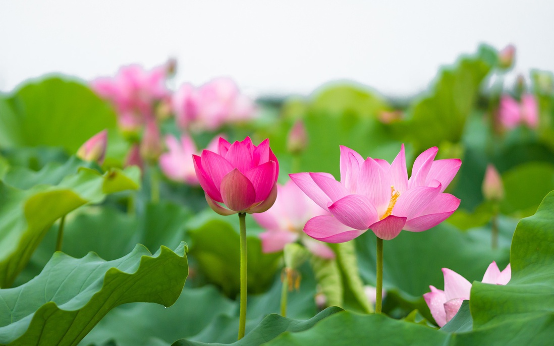 Ấn tượng mùa sen nở