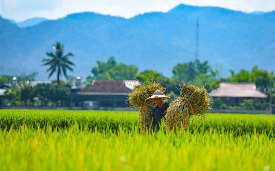 Lời thầm thì của hương lúa