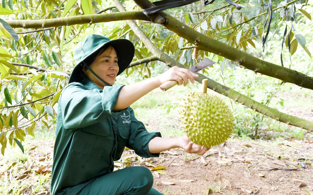 Tăng thu nhập cho gia đình bằng cây sầu riêng