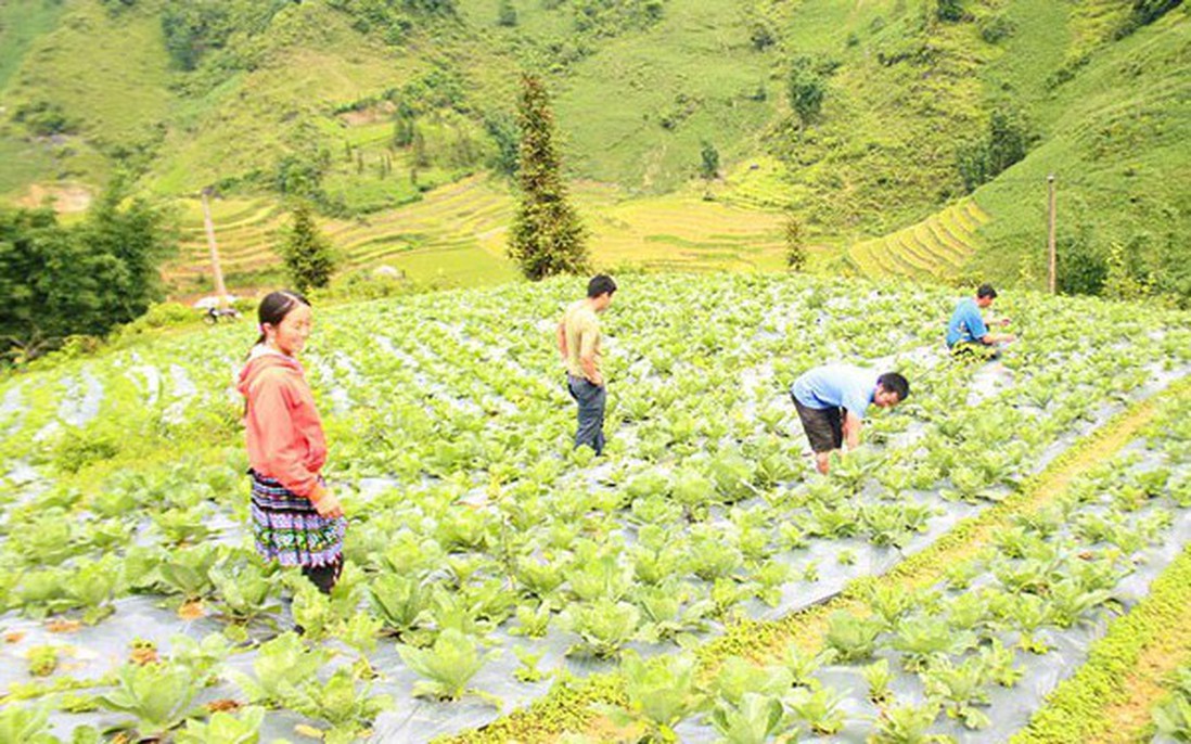 Lào Cai: Phụ nữ xã Lùng Phình phát triển rau ôn đới để thoát nghèo