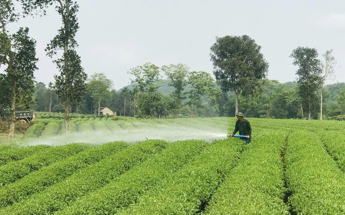 Khi người Thái, người Khơ Mú từ bỏ canh tác "chọc lỗ tra hạt"