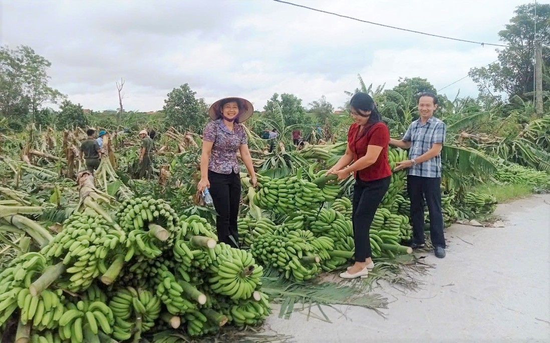 Thái Bình: Cán bộ Hội xuống đồng buộc lúa và giải cứu nông sản giúp hội viên, phụ nữ 