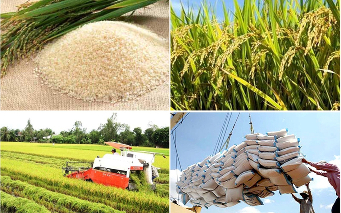 Quy định mới về kinh doanh xuất khẩu gạo