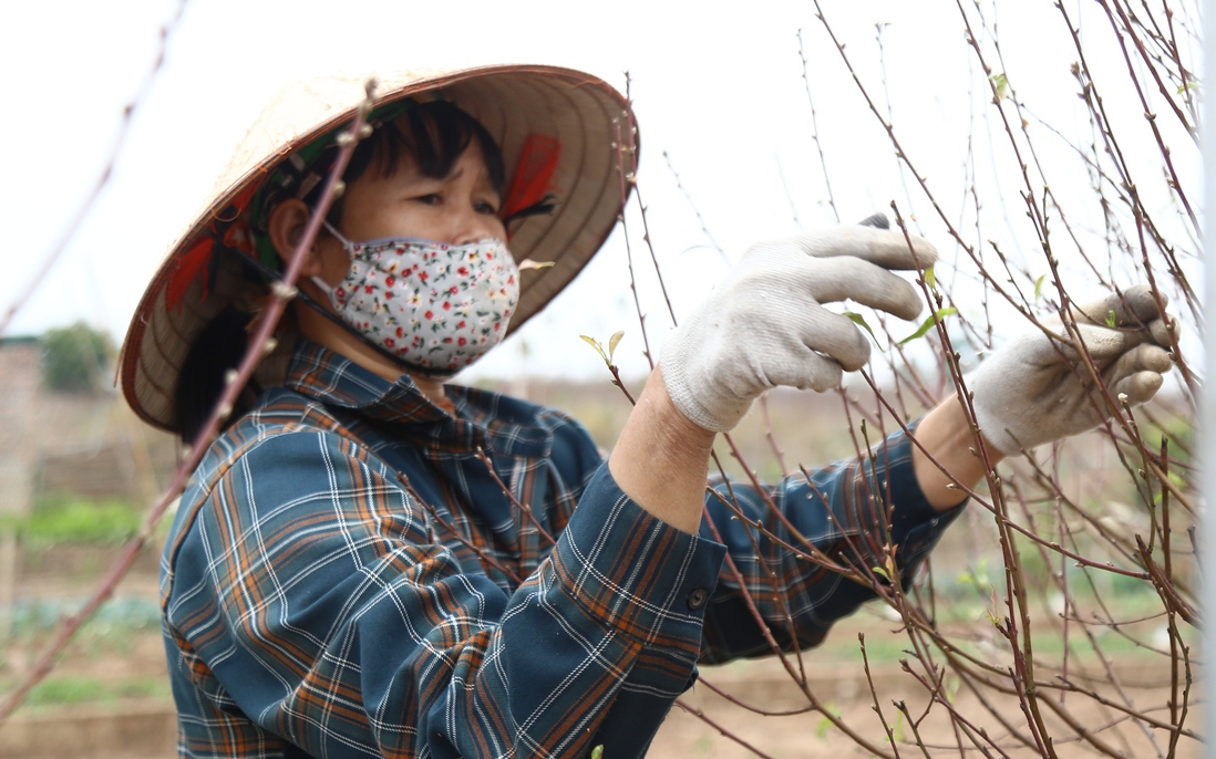 Tết này không lo thiếu đào Nhật Tân