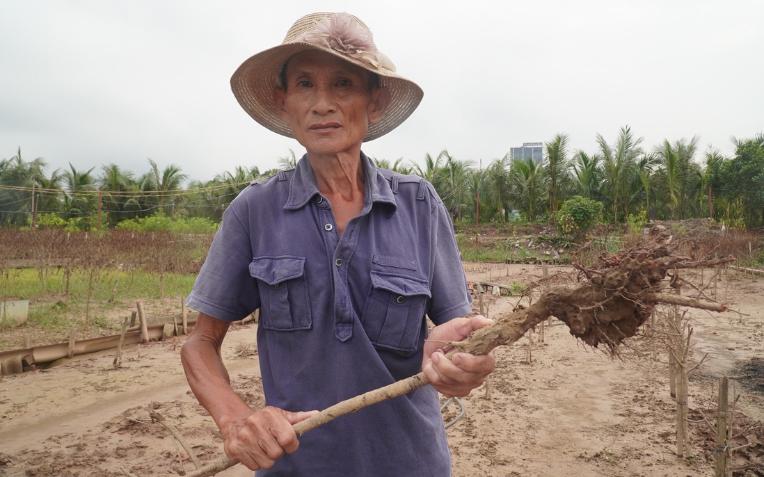 Thiệt hại nặng nề vì bão lũ, nhiều chủ vườn ở Nhật Tân bỏ đào trồng hoa ngắn ngày