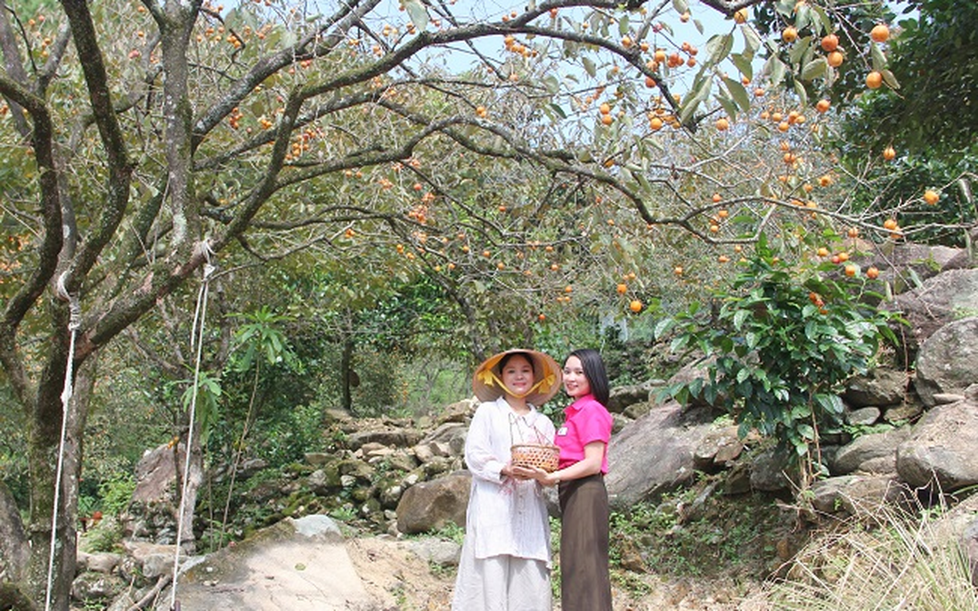 Mùa hồng chín thành sản phẩm du lịch hấp dẫn