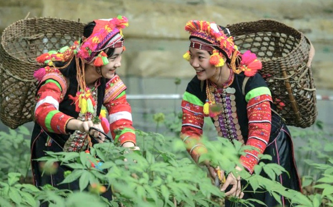 Phát huy vai trò phụ nữ dân tộc thiểu số và miền núi trong xây dựng thương hiệu OCOP 