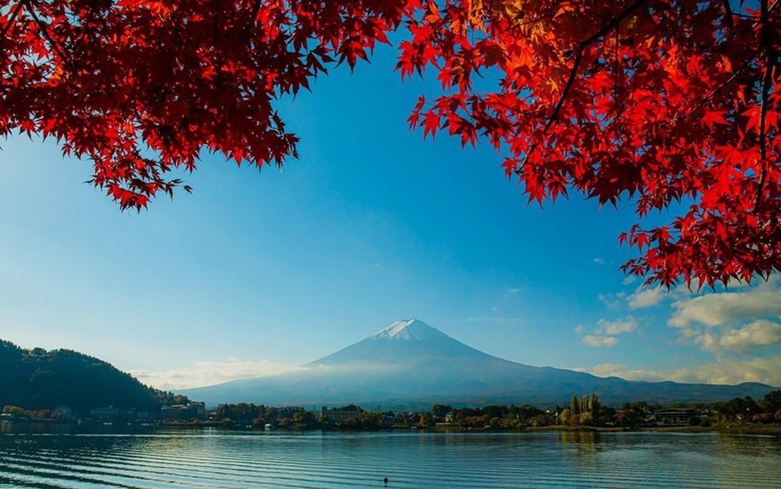 Nhật Bản: Sắc Thu rực rỡ của vùng núi Phú Sĩ trong tiết trời se lạnh đầu Đông