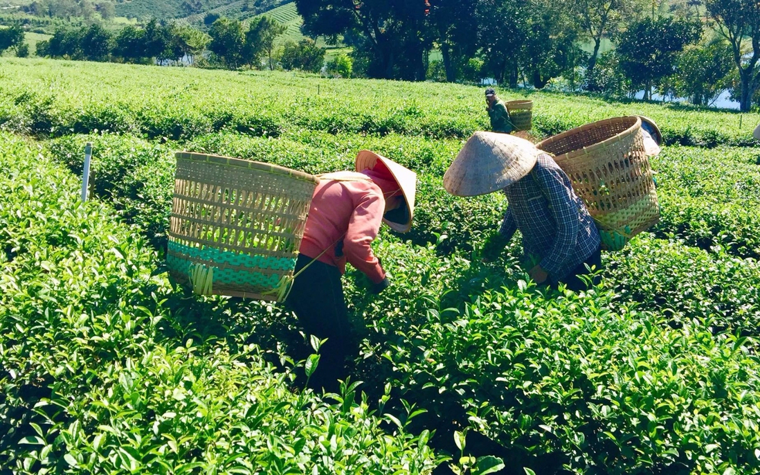 Trà tôm nõn Hoàng Gia: Từ bàn tay người phụ nữ Vô Tranh đến đấu trường trà quốc tế