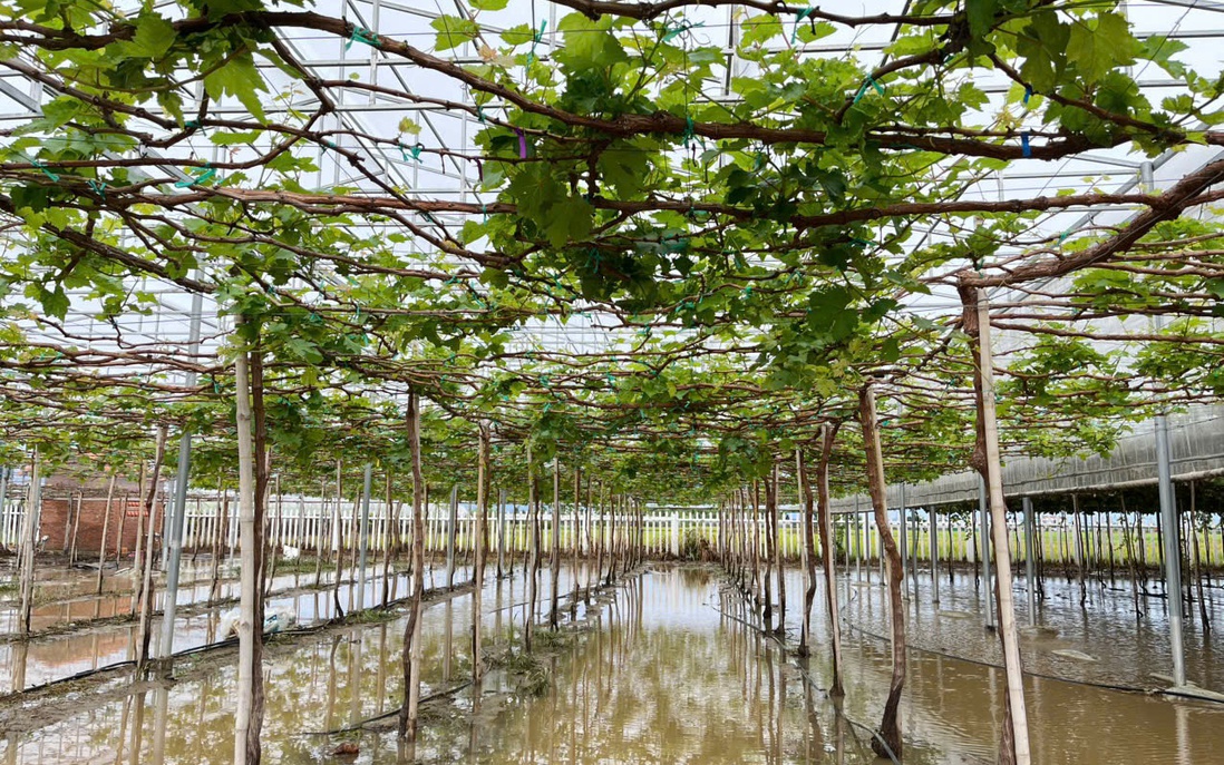 Nhiều vườn nho ở Khánh Hòa chìm trong nước, người dân lo thất thu dịp Tết