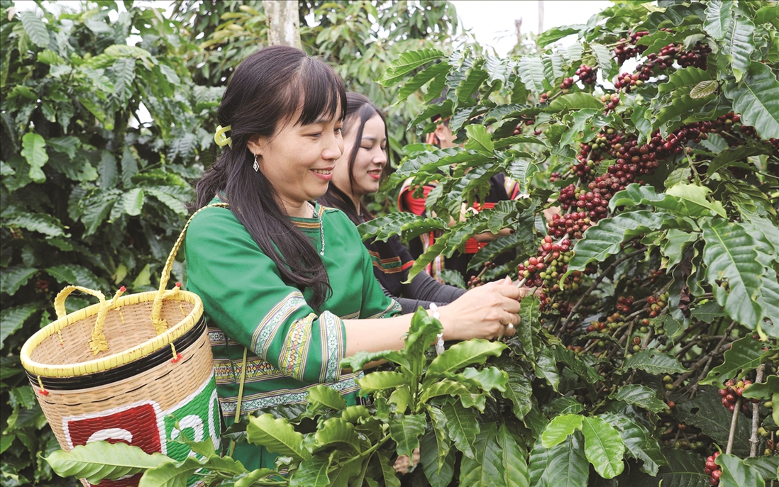 Liên kết chuỗi sản xuất cà phê tạo lực đẩy cho phụ nữ dân tộc thiểu số và miền núi Tây Nguyên
