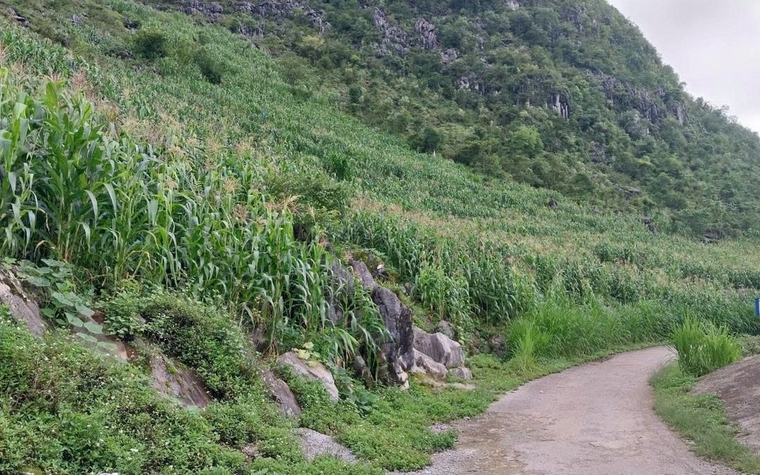 Tuyên Quang: Đẩy lùi cây thuốc phiện bằng màu xanh dược liệu