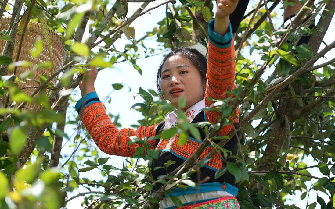 Thúc đẩy liên kết hiệu quả giữa kinh tế tập thể và tư nhân