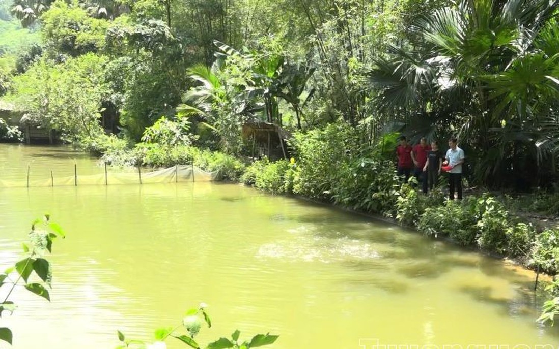 Xã Đồng Tâm (Tuyên Quang): Phát triển kinh tế từ nuôi cá Bỗng