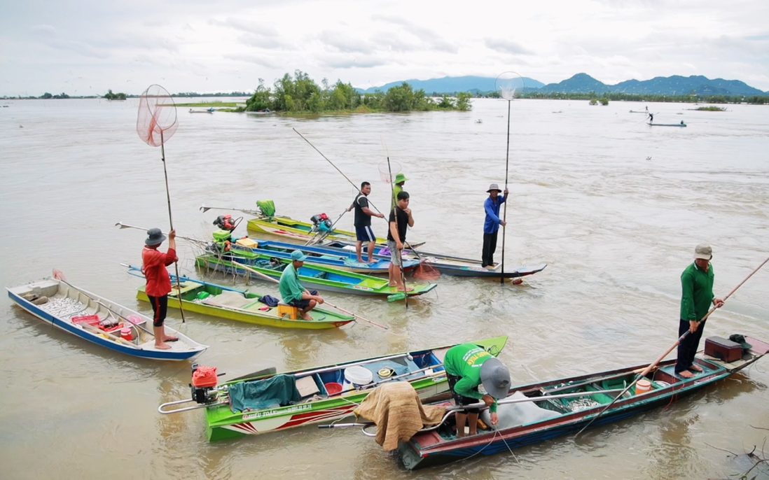 An Giang: Cống Tha La xả lũ, người dân đổ về bắt cá linh, niềm vui mùa nước nổi xen lẫn nỗi lo kích điện