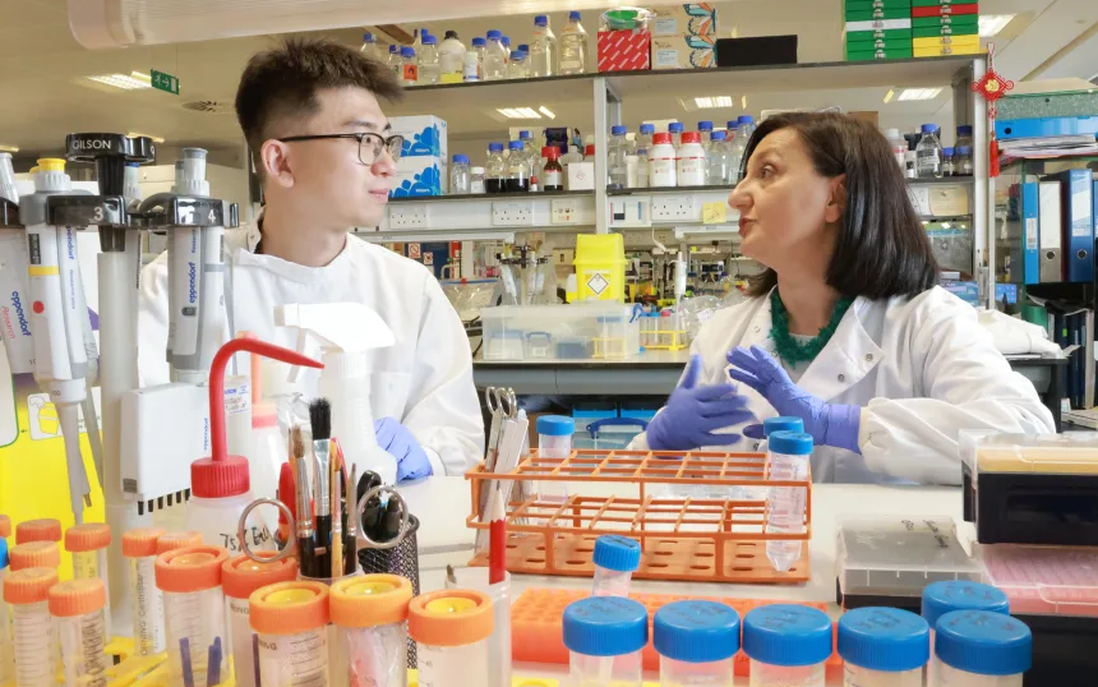 Nuôi cấy răng người trong phòng thí nghiệm