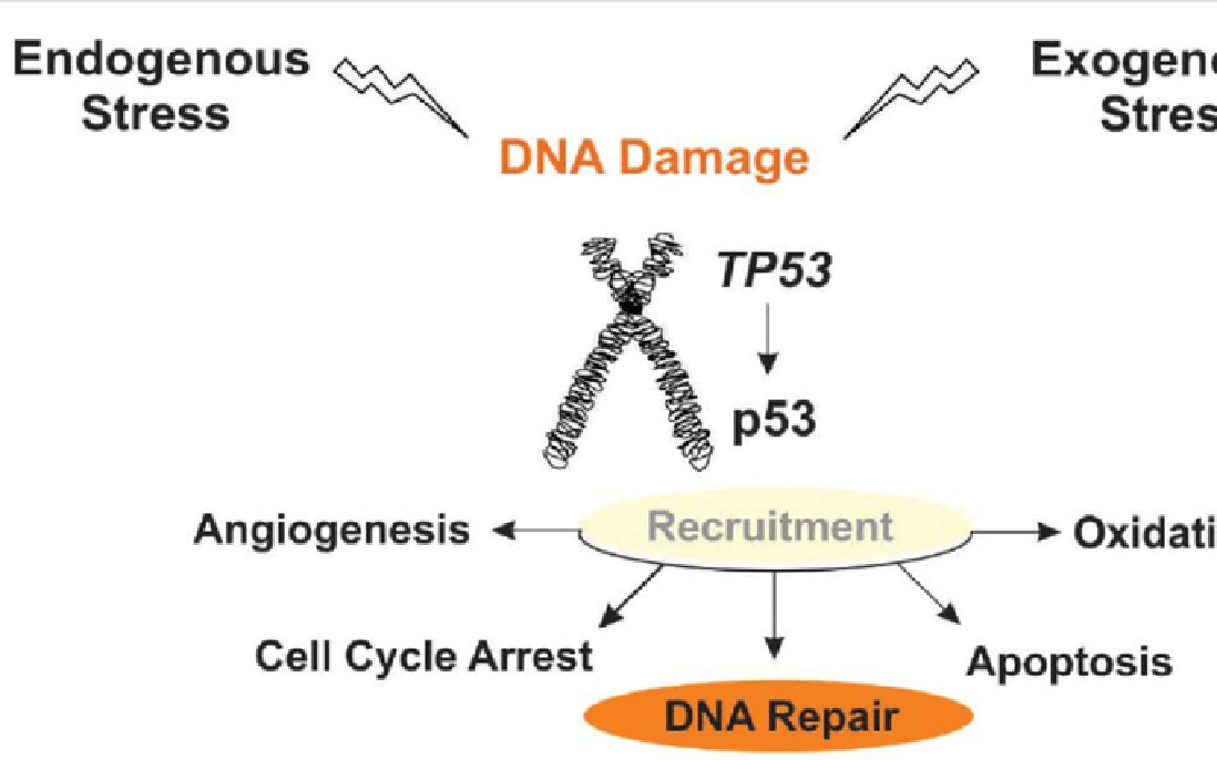 Điều tra bê bối bán tinh trùng mang gene đột biến gây ung thư trên khắp châu Âu
