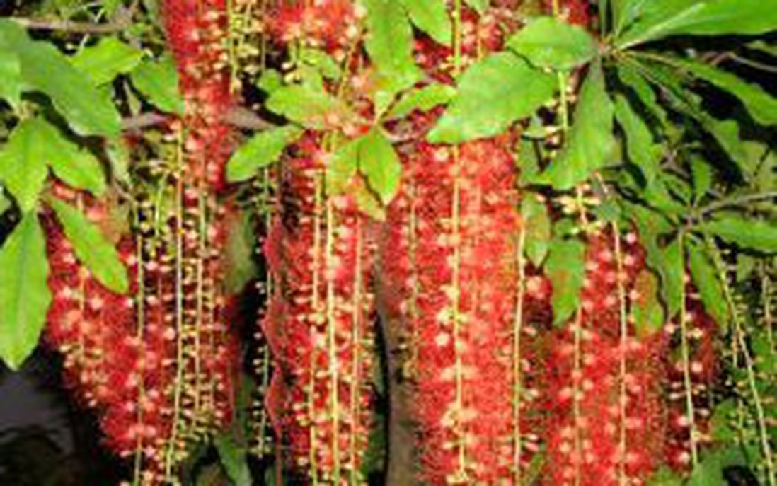 Lộc vừng nở hoa